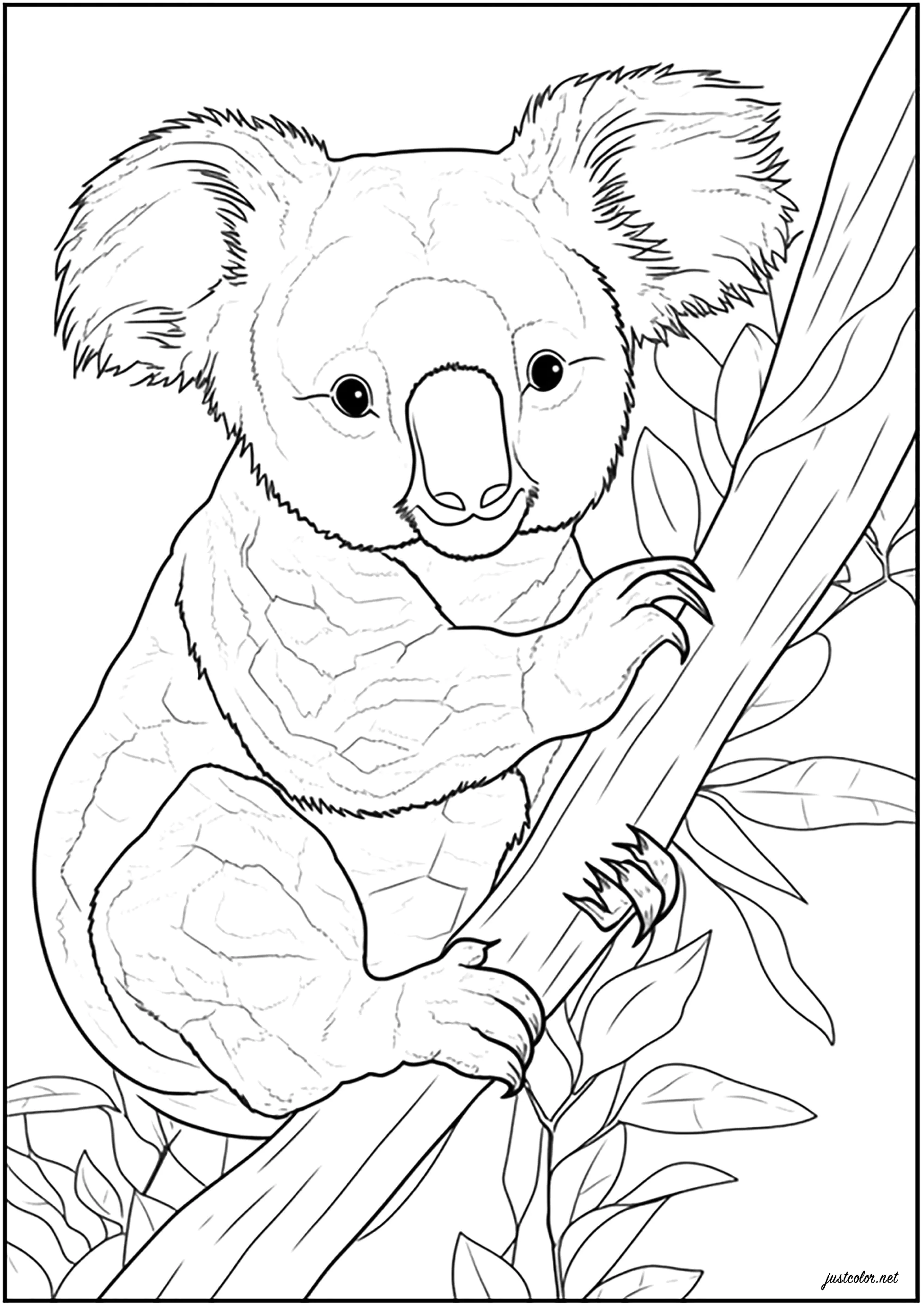 Dibujos para colorear de osos-koala gratis para niños (Osos Koala)