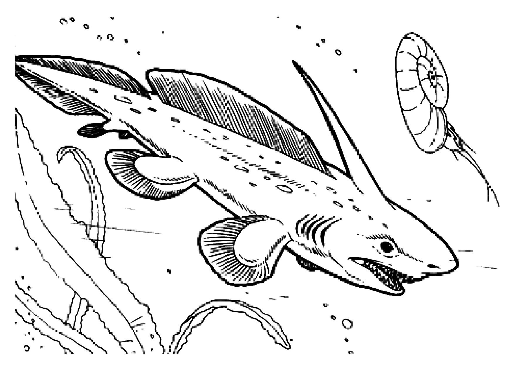 Coloración de un tiburón a toda velocidad