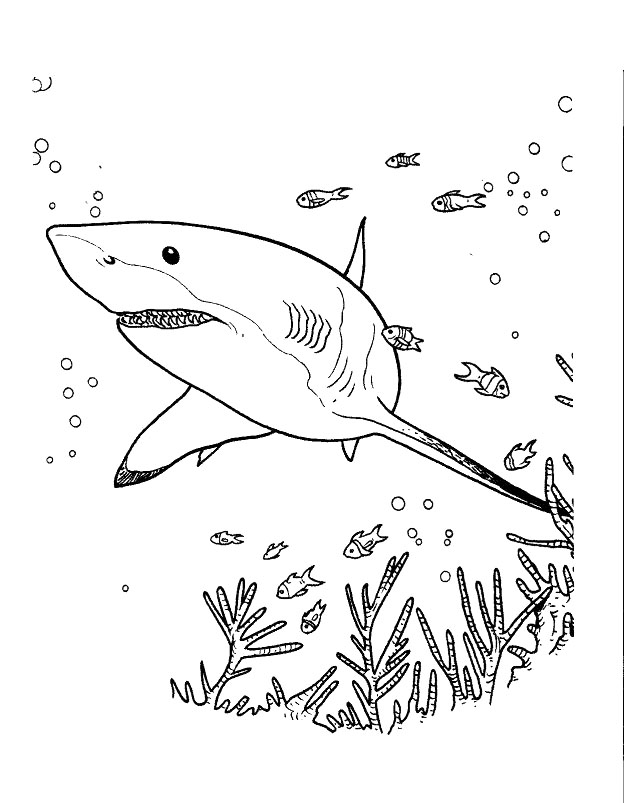 Un gran tiburón blanco y pececillos para colorear.