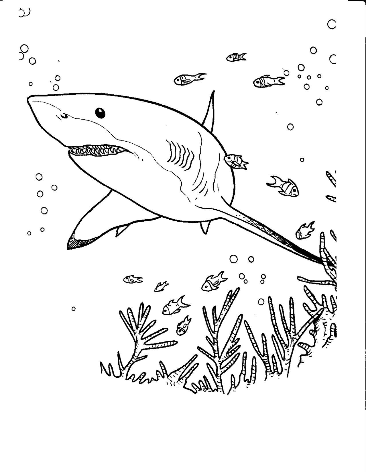 Tiburón rodeado de peces para imprimir y colorear