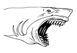 Tiburón de dientes grandes