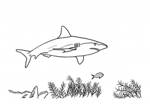 Dibujos para colorear de tiburones para niños