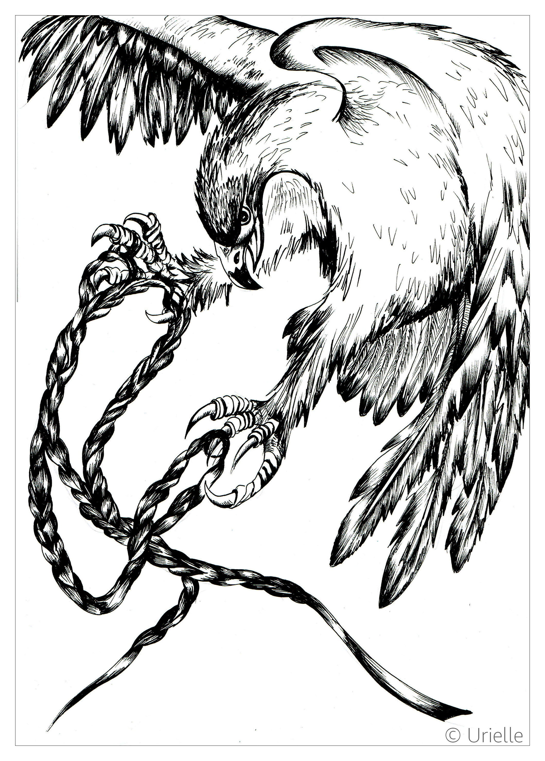 Desenhos incríveis para colorir de Pássaros