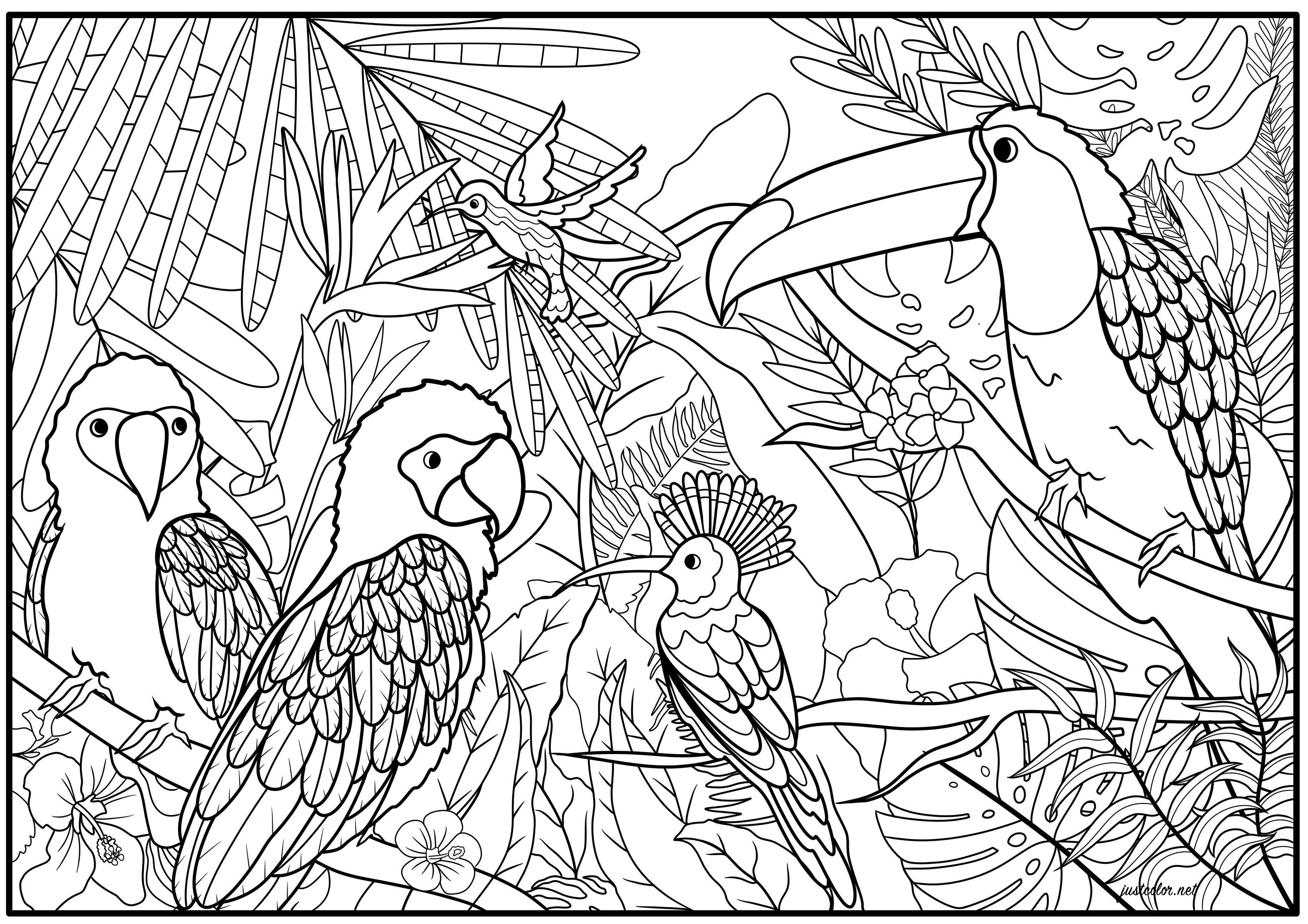 Conjunto de aves exóticas, como papagaios, gouras coroadas, beija-flor e tucano, no seu habitat natural, Artista : Océane D