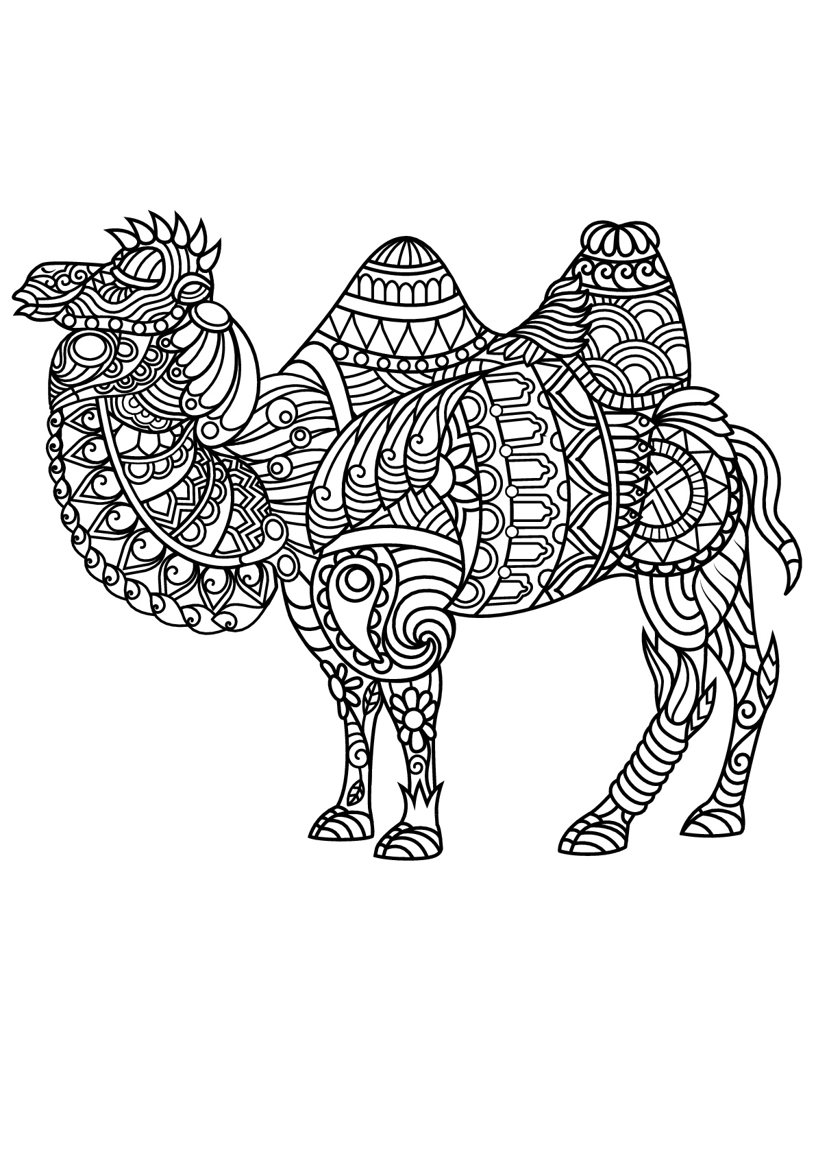 Desenhos fáceis para colorir para crianças de Camelos e dromedários