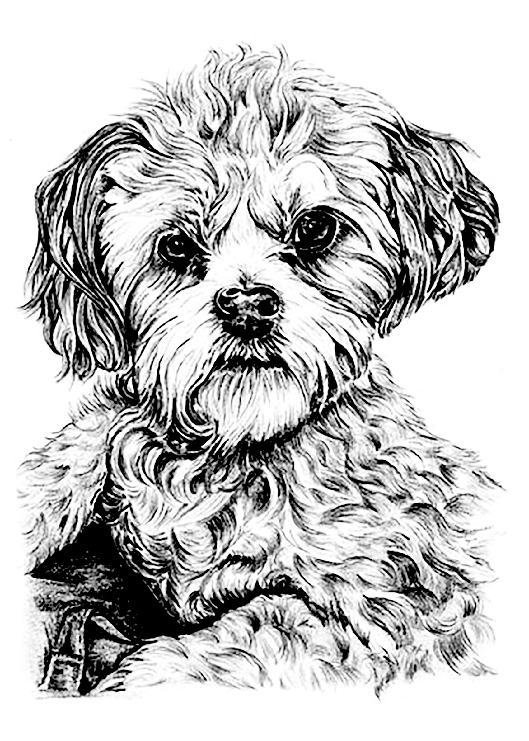 Desenhos simples para colorir para crianças de Cães