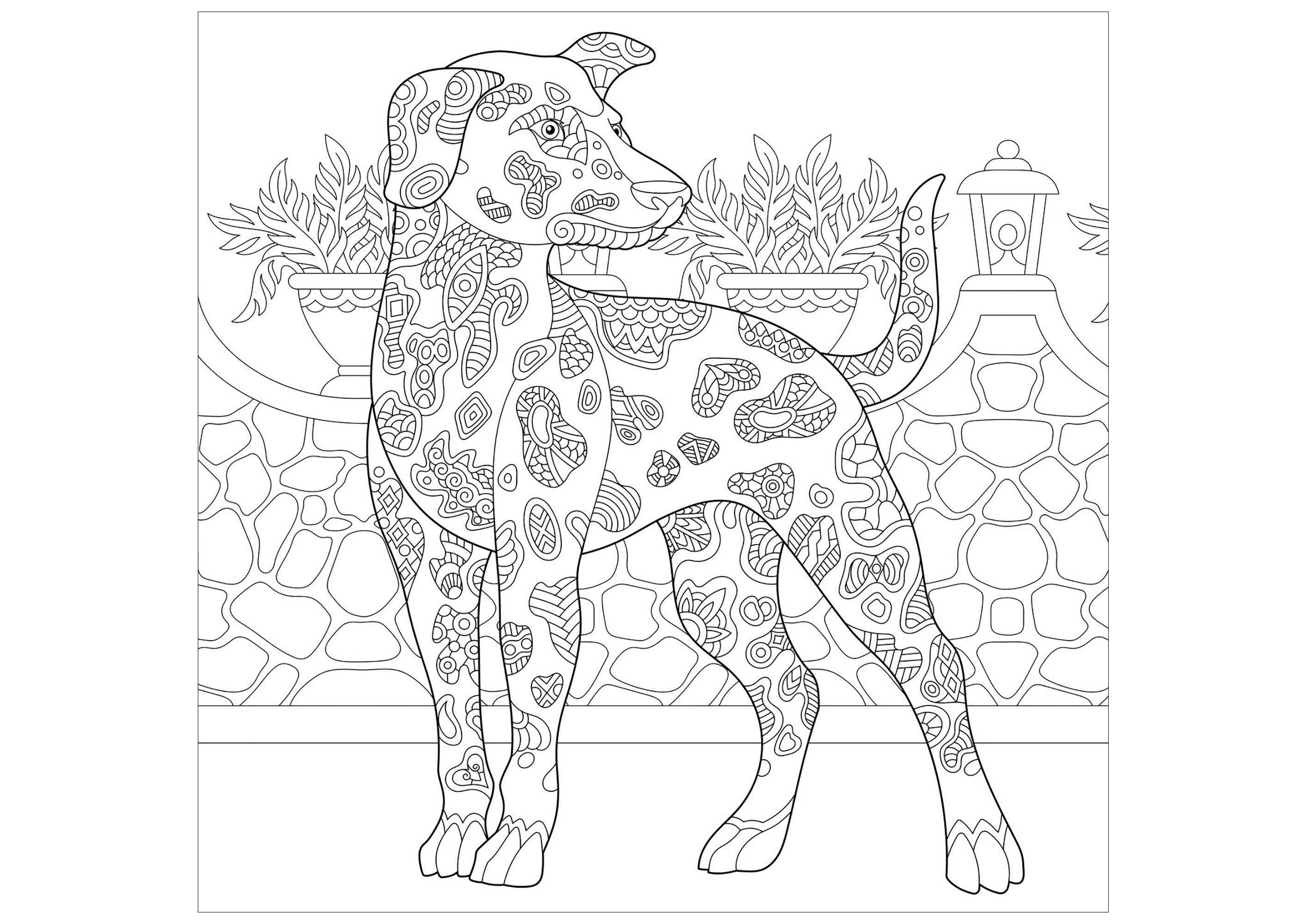 Um belo cão para colorir (Beauceron), Artista : Sybirko   Fonte : 123rf
