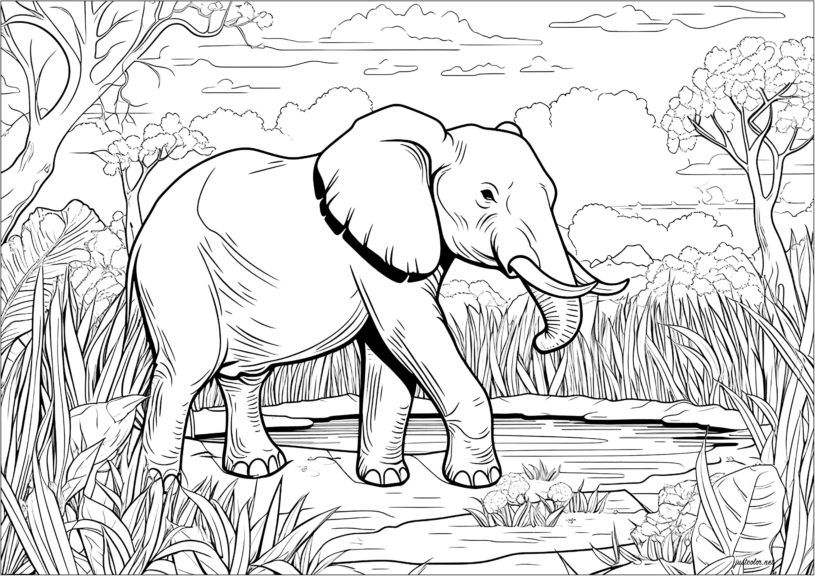 Páginas para colorir para adultos : Elefantes - 1