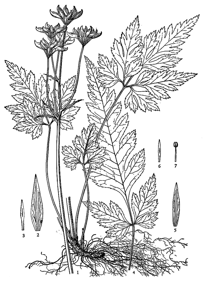 Desenhos para colorir para crianças de Flores e vegetação para imprimir