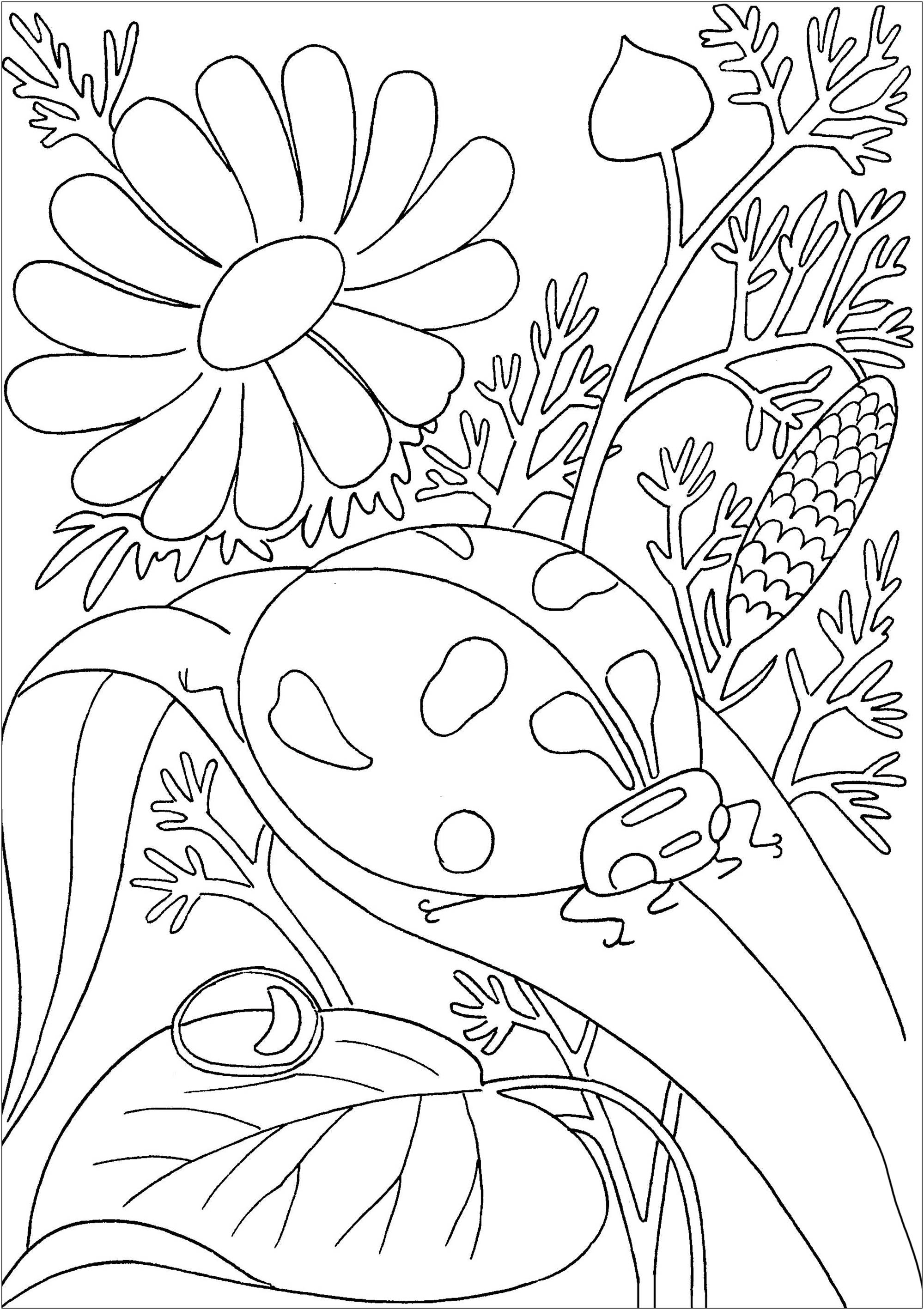 Joaninha gira numa folha, com flores no fundo
