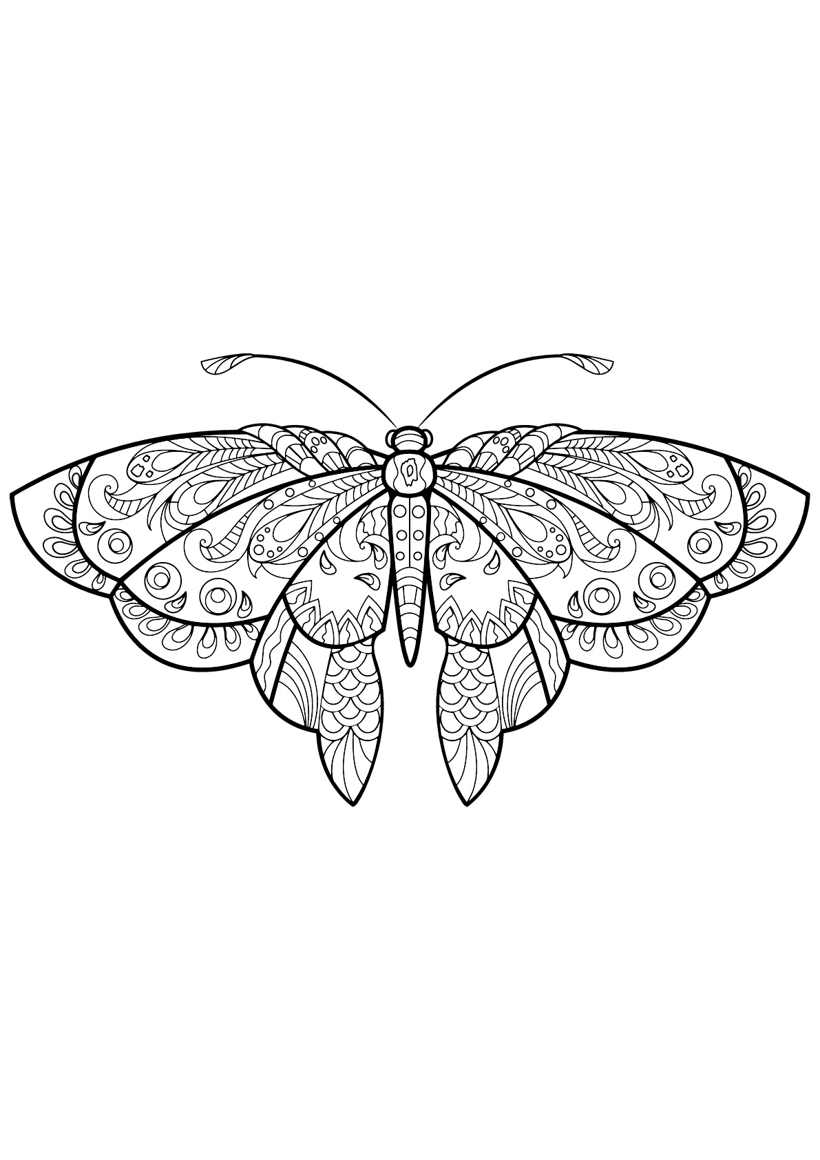 Desenhos fáceis gratuitos para colorir de Borboletas e insetos Desenhos fáceis gratuitos para colorir de Borboletas e insetos