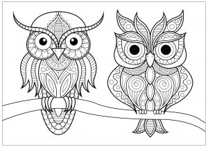 Página de para colorir e imprimir para adultos : Duas corujas num ramo