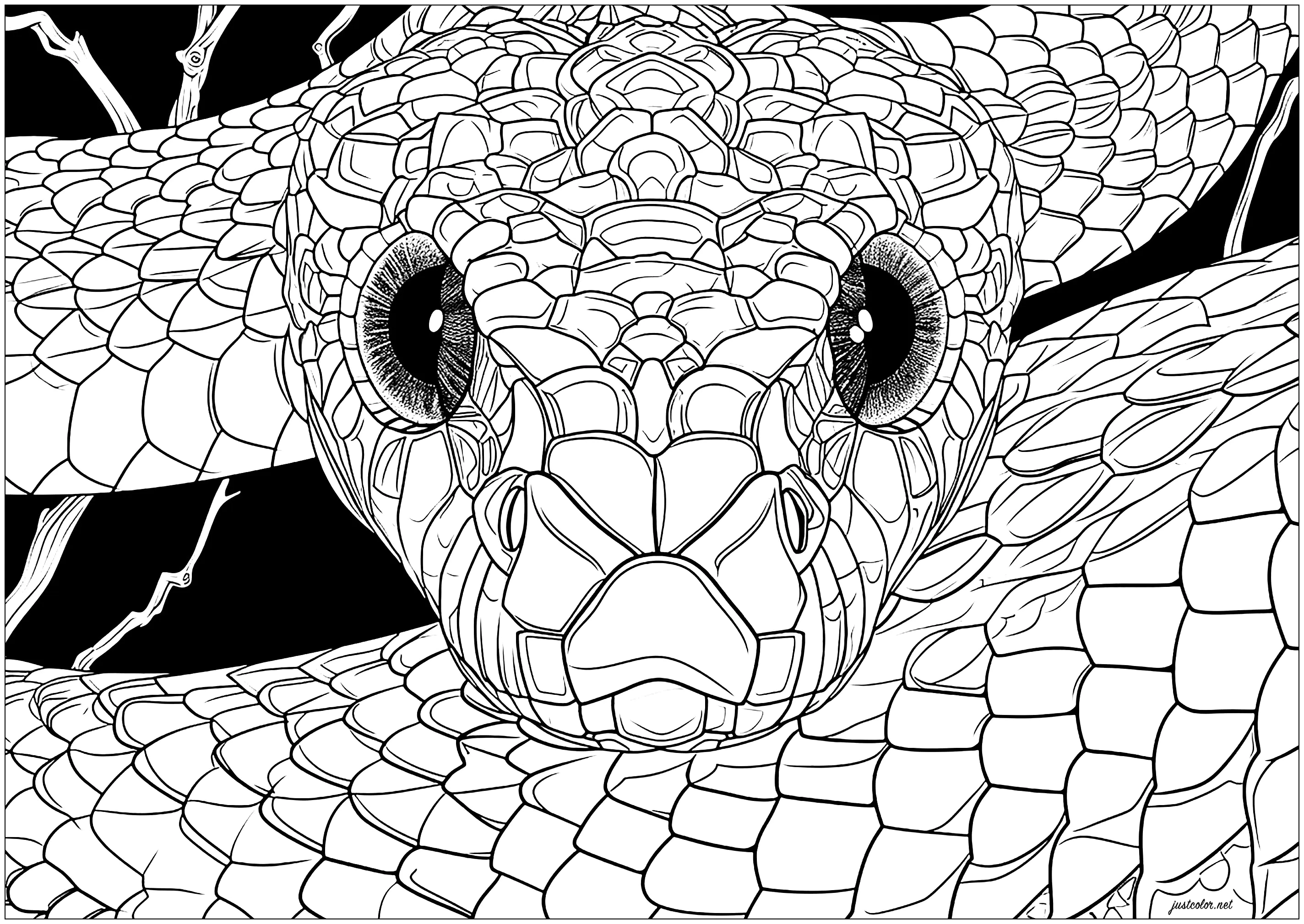 Cara a cara com uma cobra (Página para colorir e imprimir para adultos)