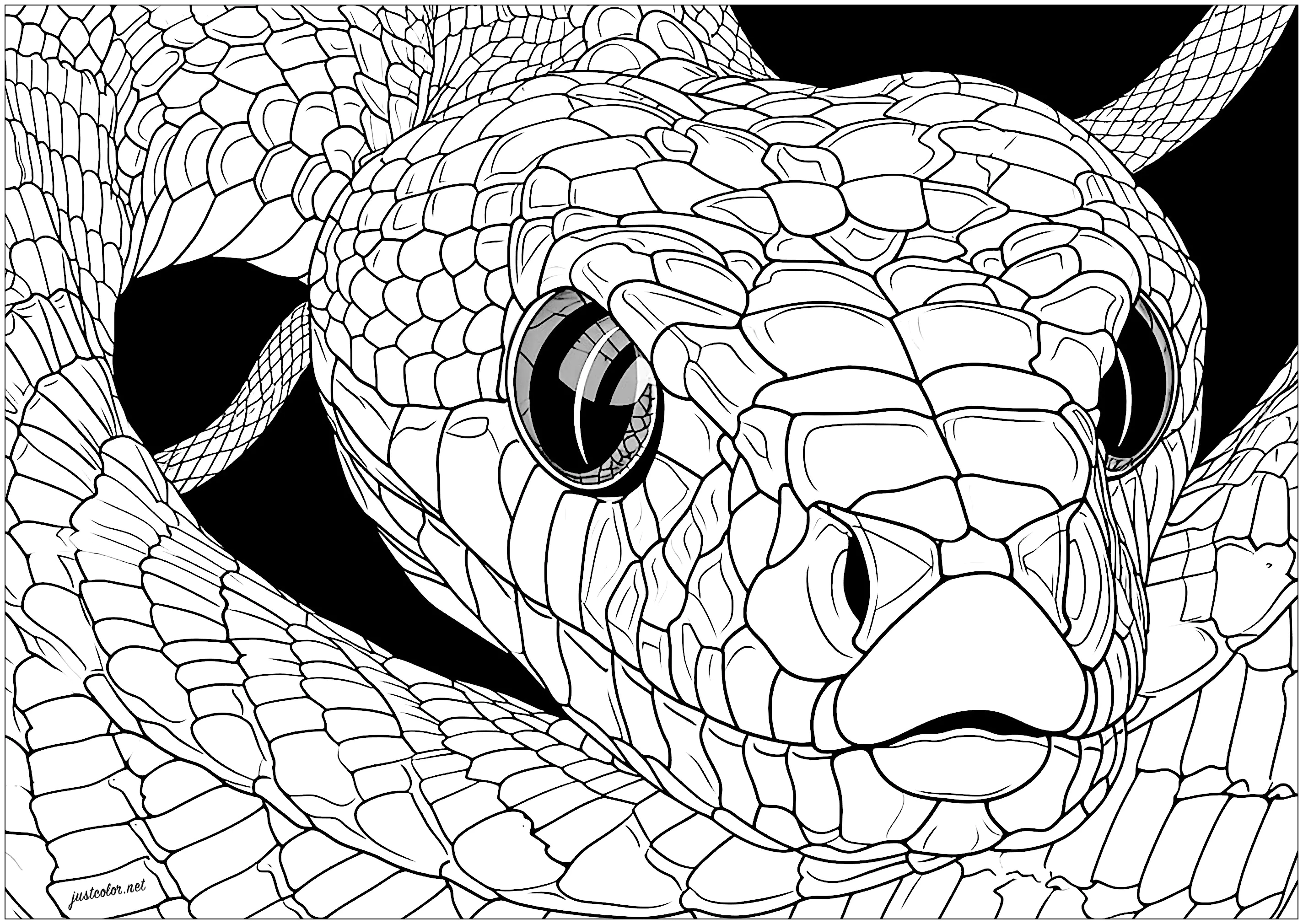 Cabeça de serpente com olhar penetrante (Página de Cobras para colorir e imprimir para adultos)