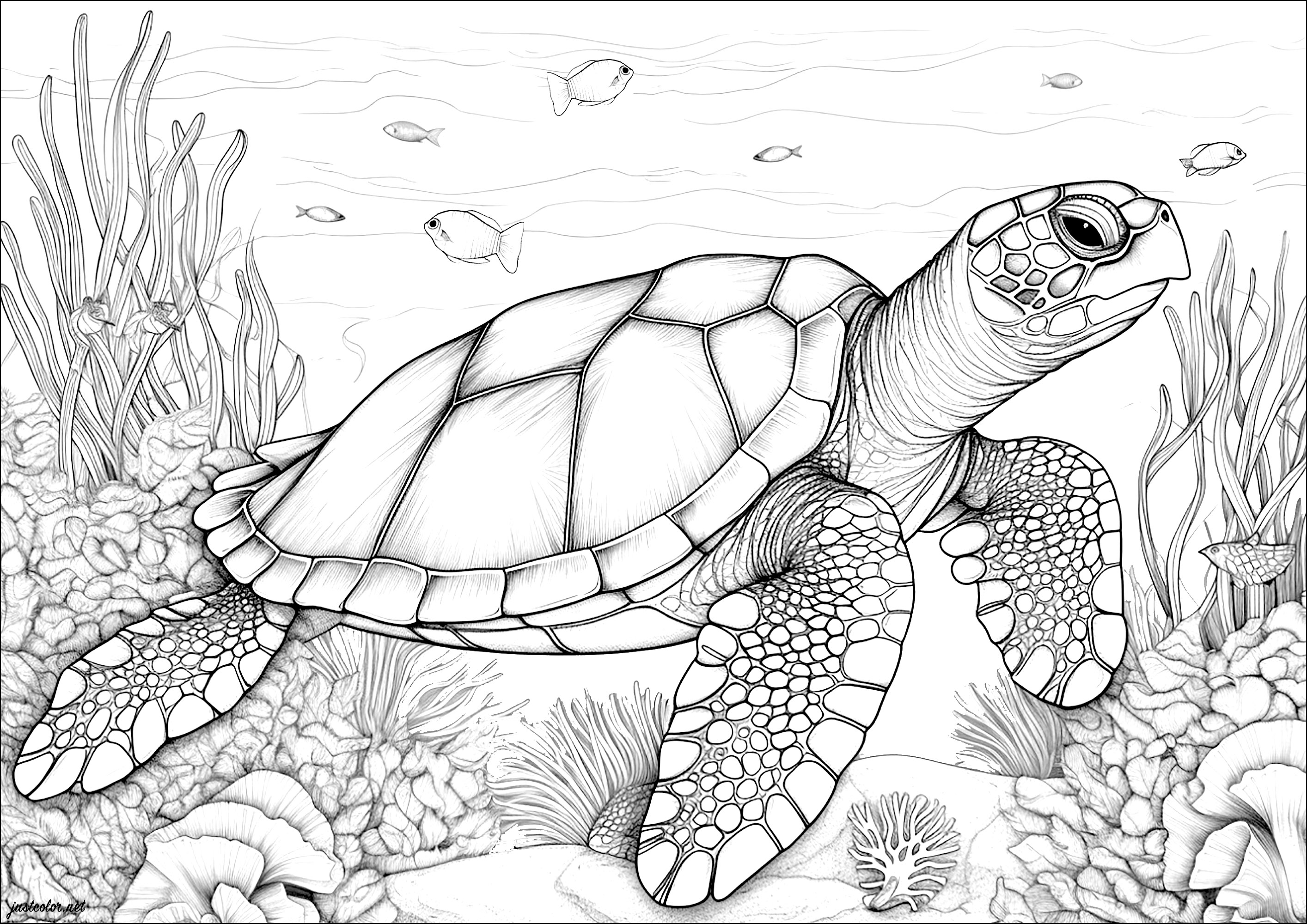 Tartarugas marinhas, peixes e corais. Muitos pormenores para colorir nesta bela decoração aquática