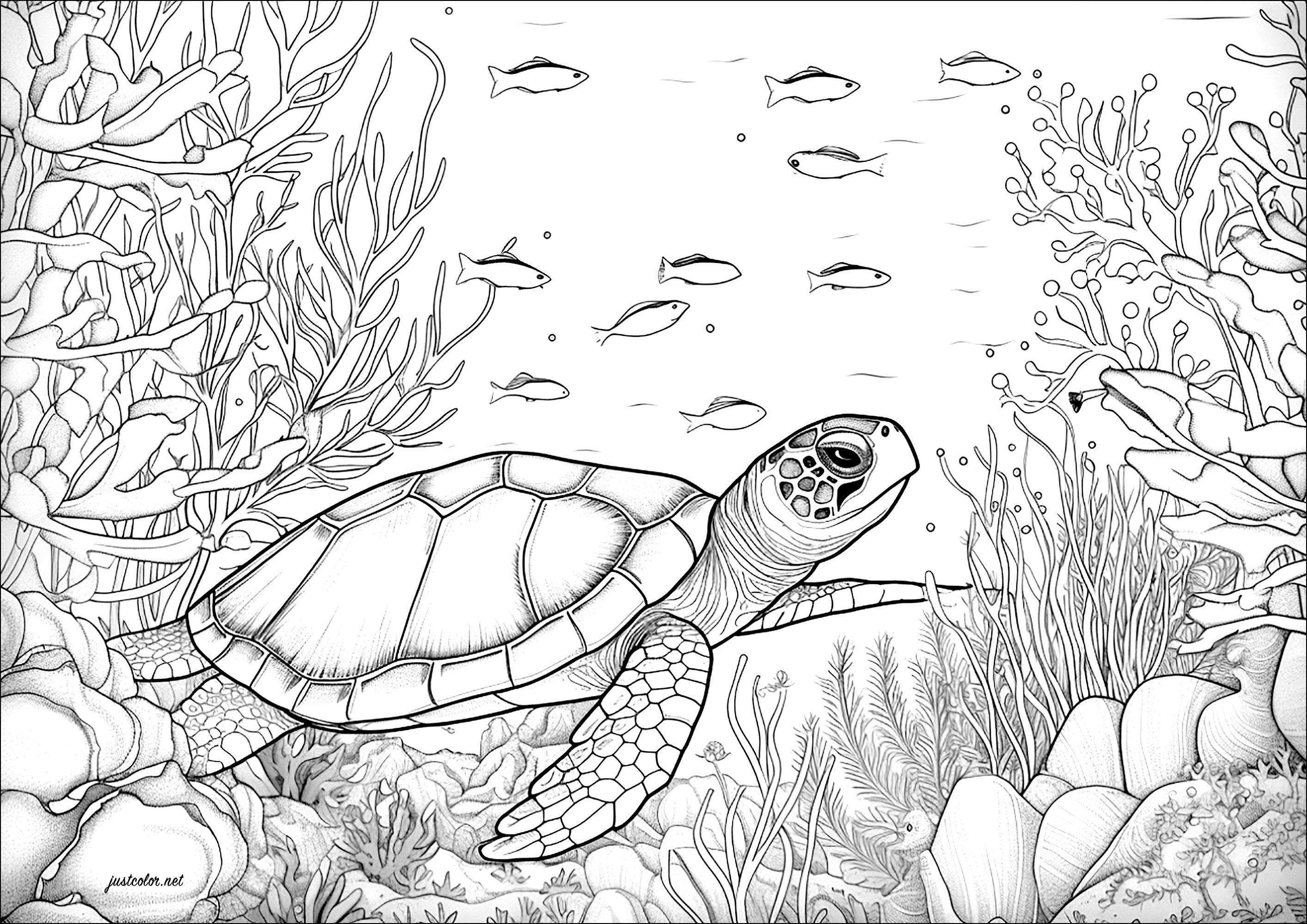 Tartaruga a nadar com peixes. Muitos pormenores para colorir em corais e algas marinhas