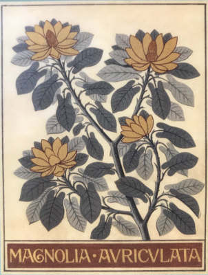 Credit : NATURAL HISTORY MUSEUM, LONDON ,  Large-leaved magnolia (Magnolia auriculata).