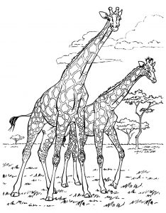 Coloring adult africa giraffes