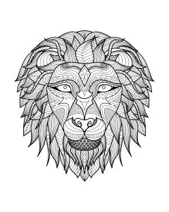 Africa lion head 2