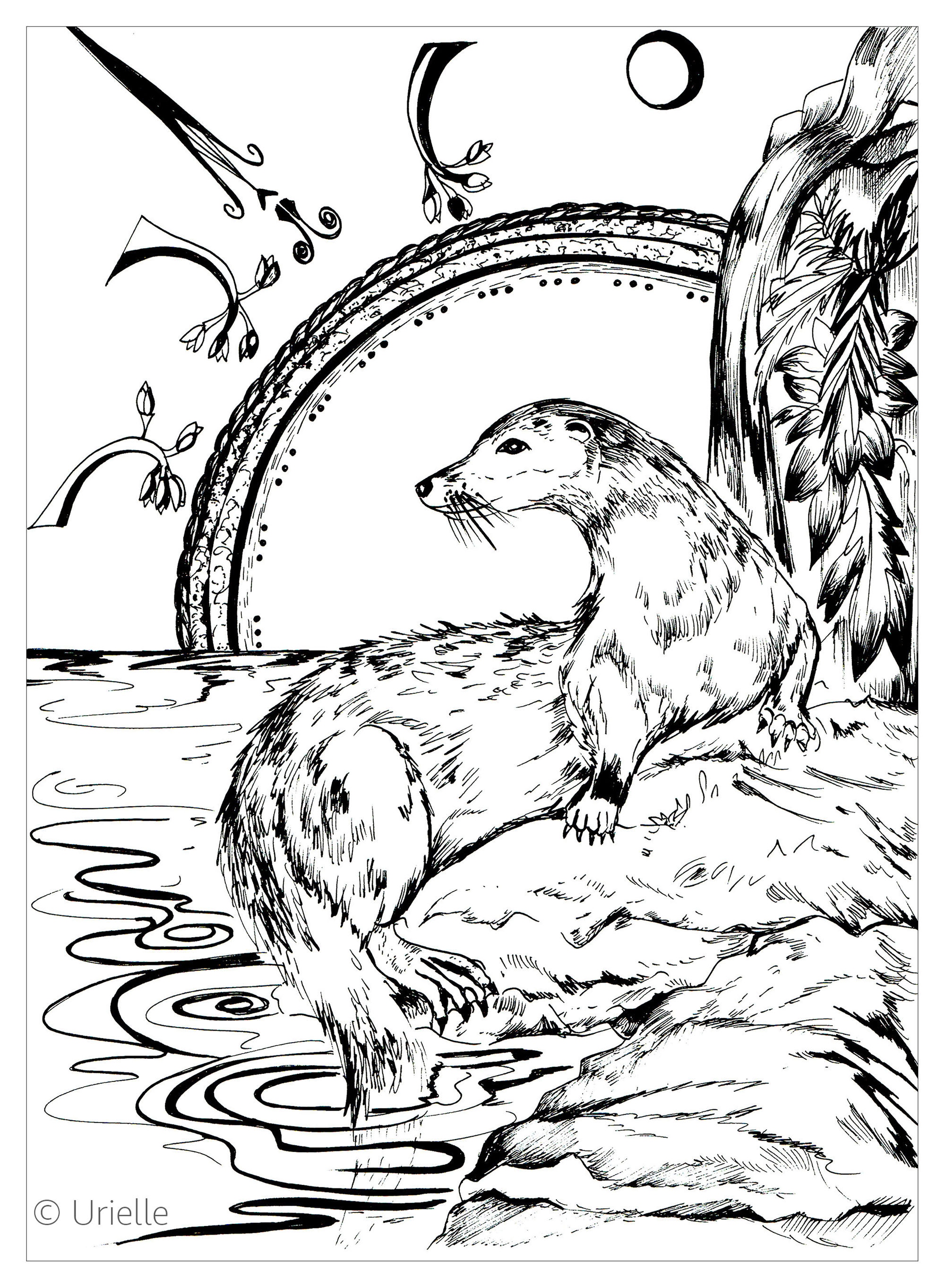 Sea Otter Adult Coloring Pages