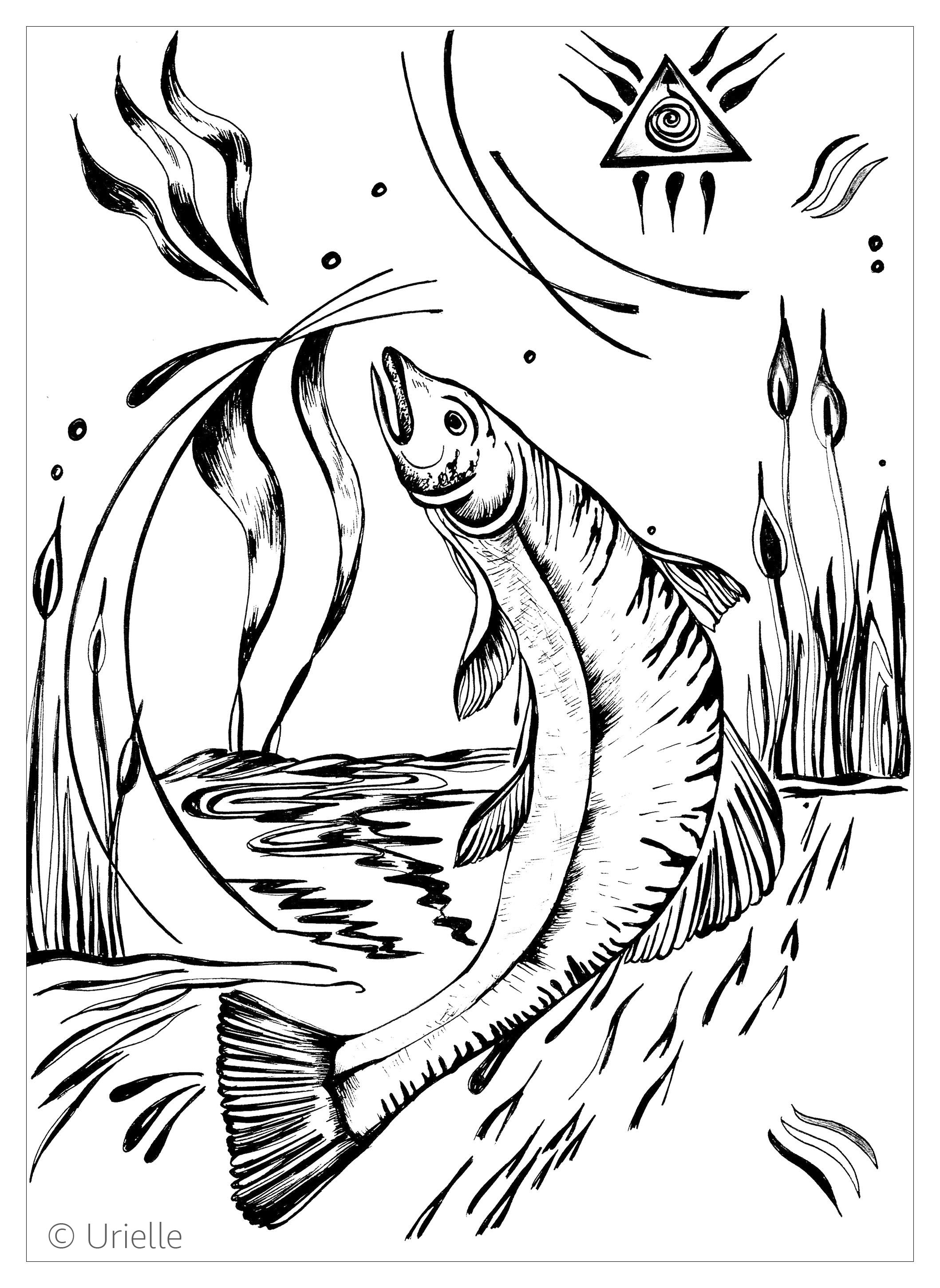 Download Salmon | Animals - Coloring pages for adults | JustColor
