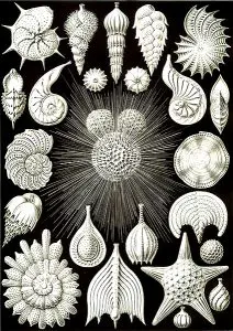 Coquillages ernst haeckel