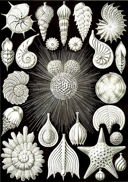 Ernst Haeckel was a german biologist, naturalist, philosopher, physician, professor, and artist Ernst Haeckel was a german biologist, naturalist, philosopher, physician, professor, and artist
