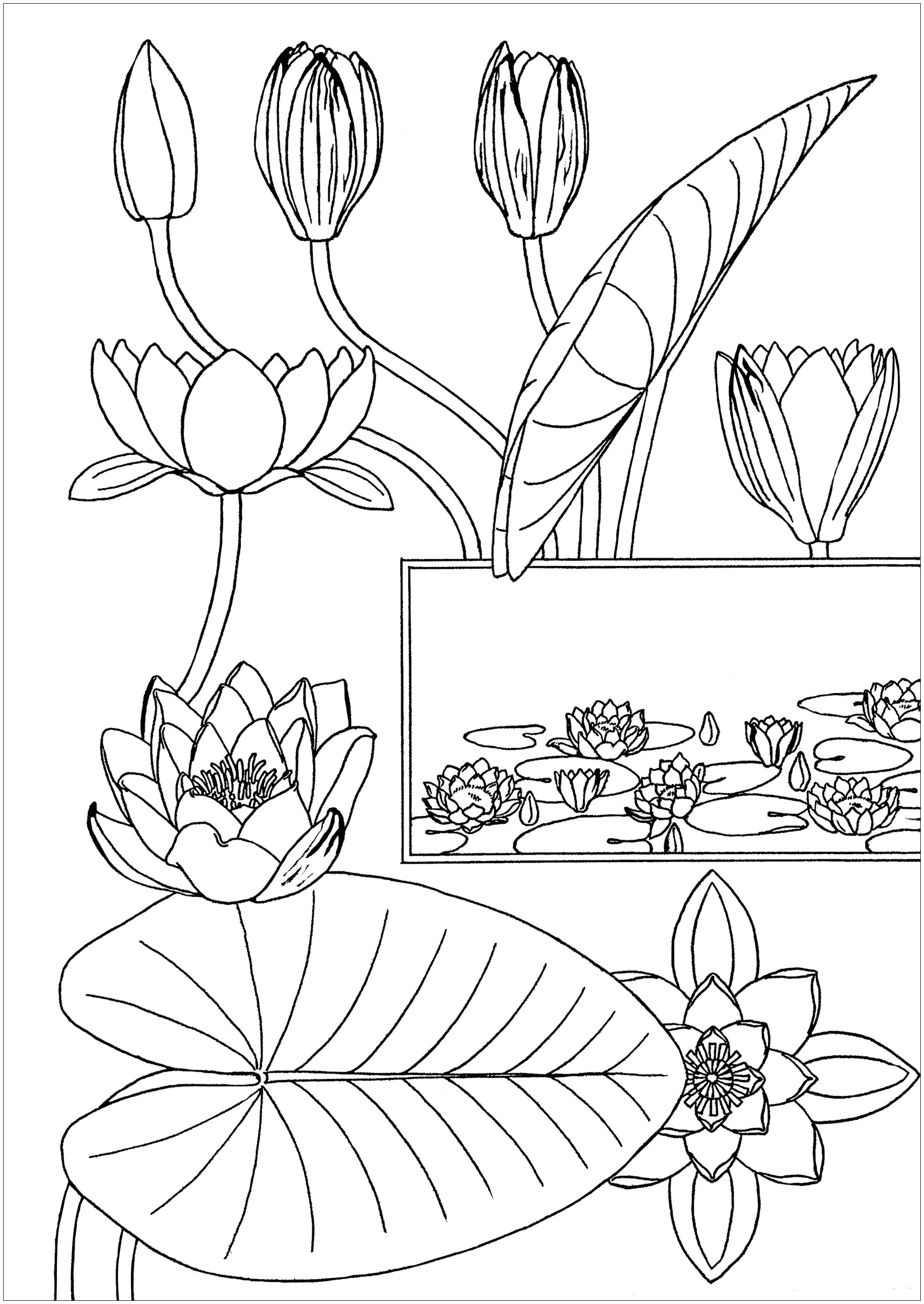 Water-lily-eugene-grasset (Printable Art Nouveau Coloring Page for adults)