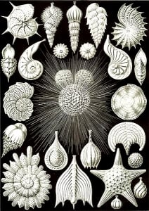 Ernst Haeckel was a german biologist, naturalist, philosopher, physician, professor, and artist (Art Nouveau Coloring Page)