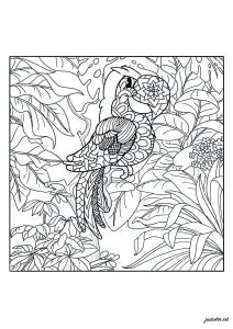 Parrot in the jungle