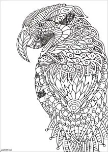 Zentangle Parrot