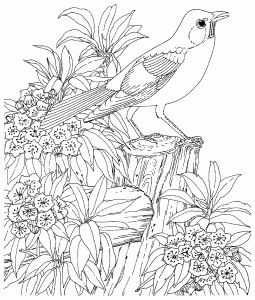 Coloring for adult 1