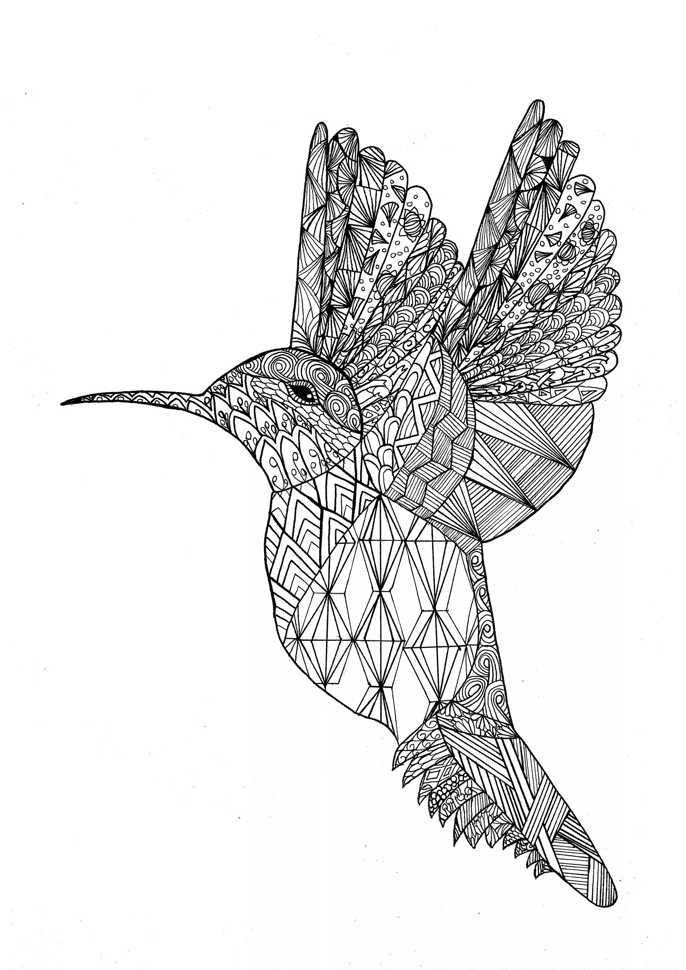 Hummingbird with coloring patterns (Bird)