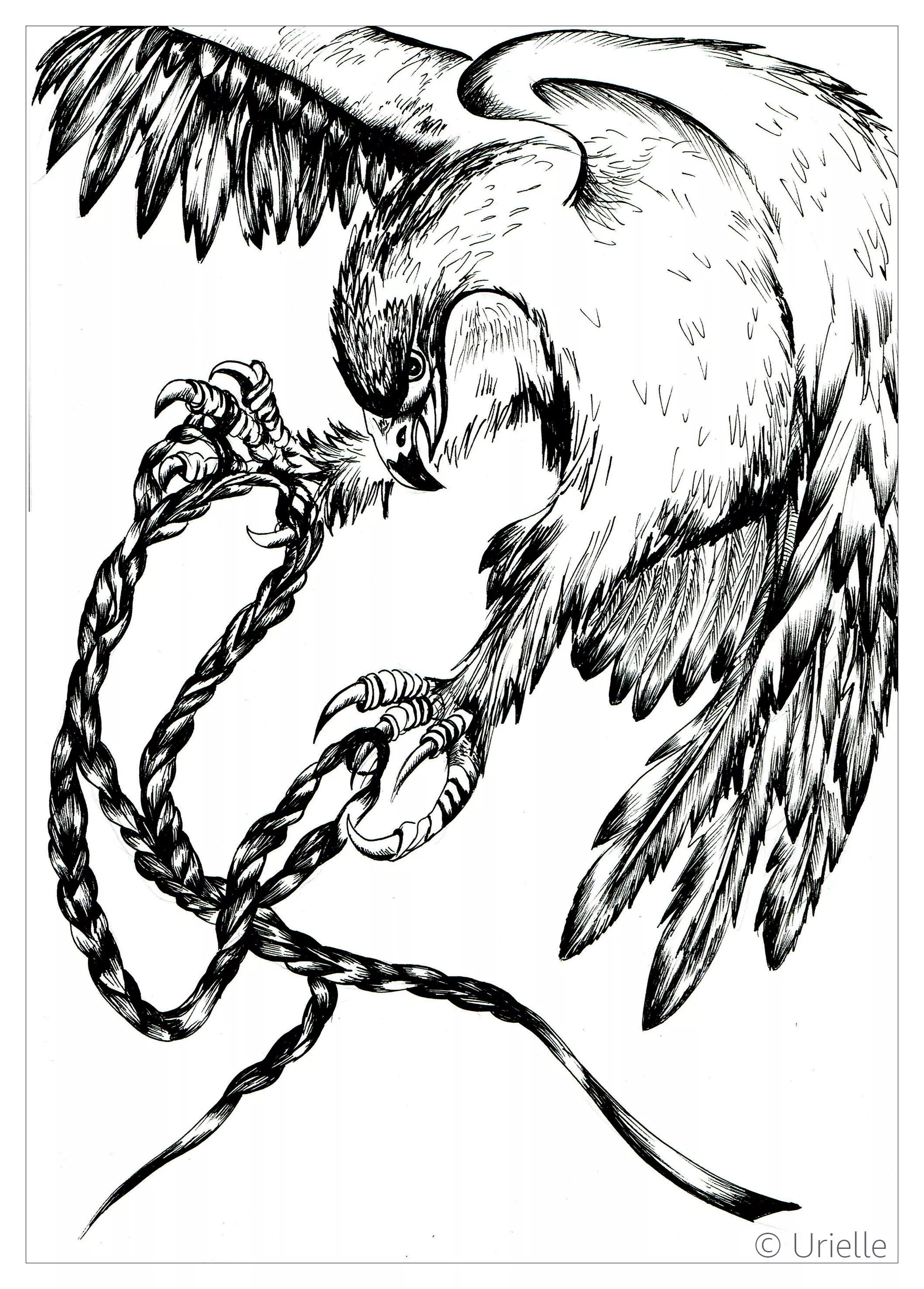 Eagle on the move (Printable Bird Coloring Page for adults)
