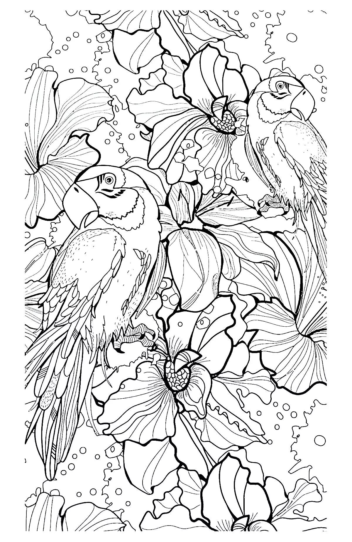 Parrot difficult (Printable Bird Coloring Page for adults)