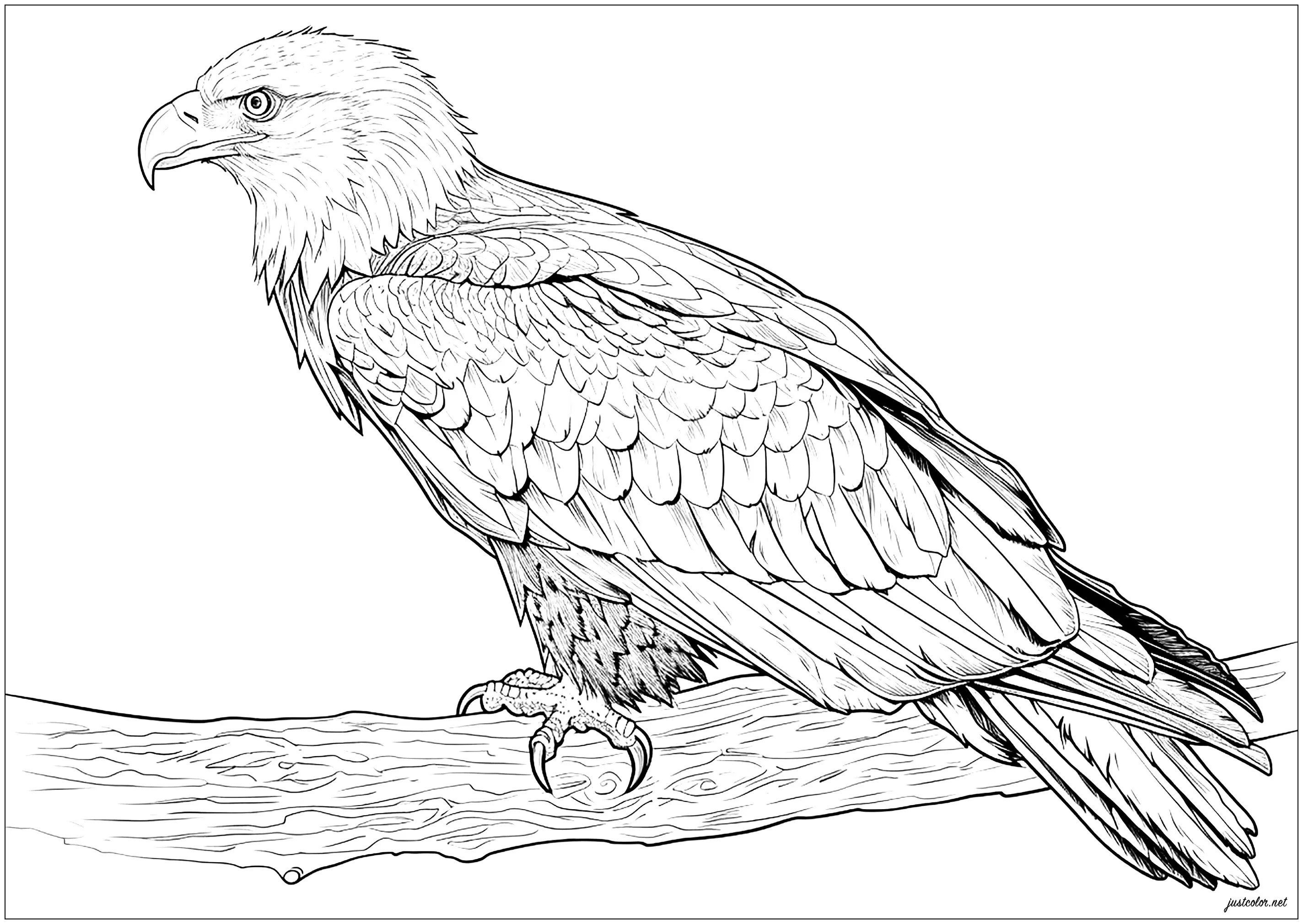 Superb eagle in profile on a tree branch (Printable Bird Coloring Page for adults)