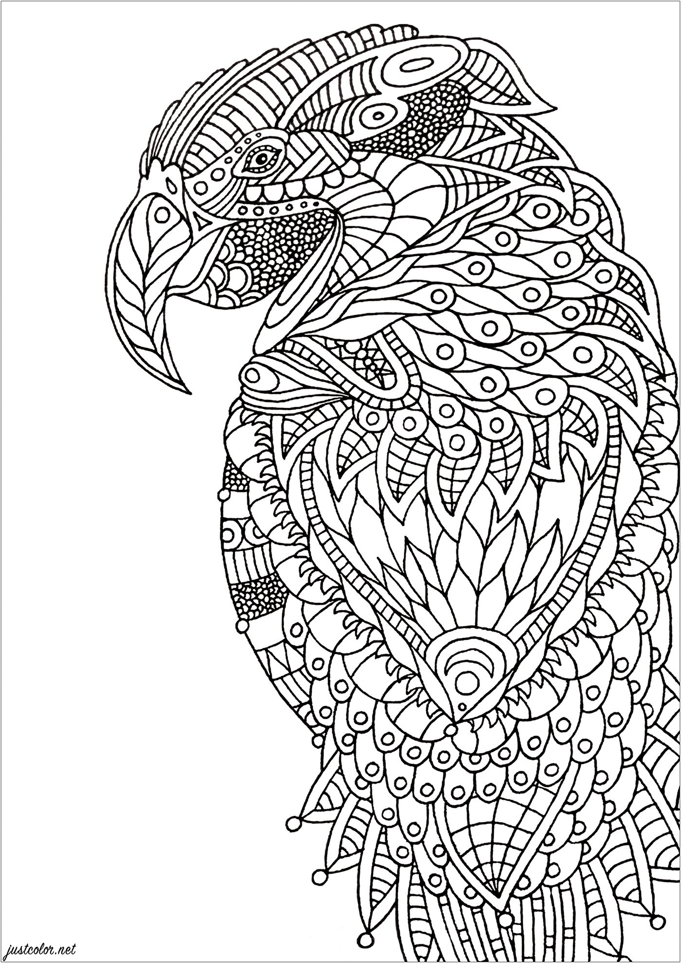 Parrot zentangle  Birds Adult Coloring Pages