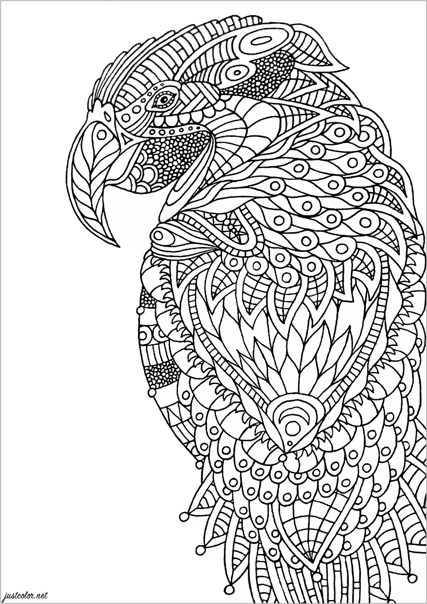 Zentangle Parrot (Printable Bird Coloring Page for adults)