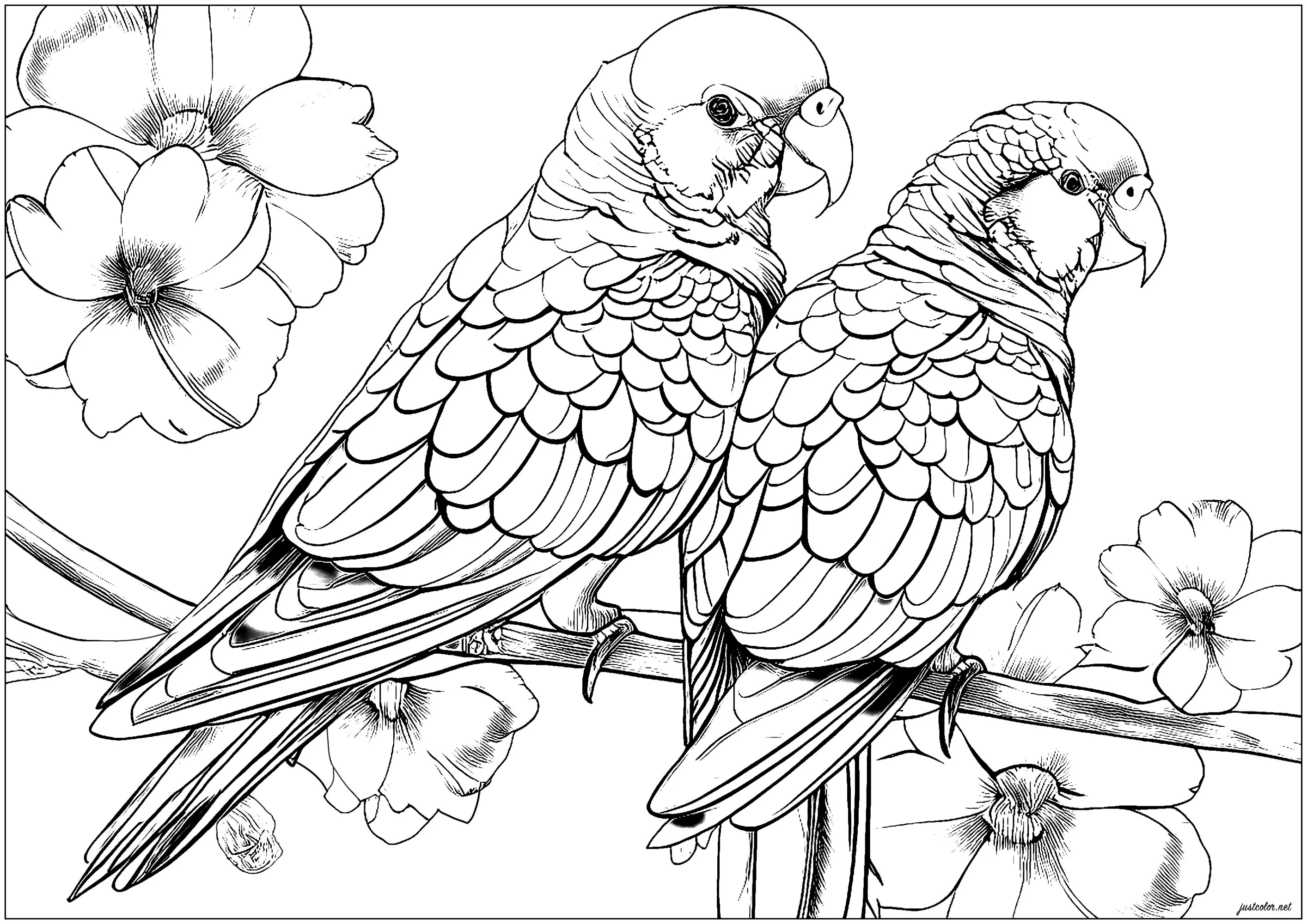Pretty parrots with beautiful flowers (Printable Bird Coloring Page for adults)