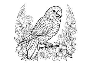 Perroquet Quaker (Bird Coloring Page)