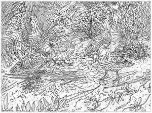 Birds on the ground, drawing made from a picture (Coloring Page)