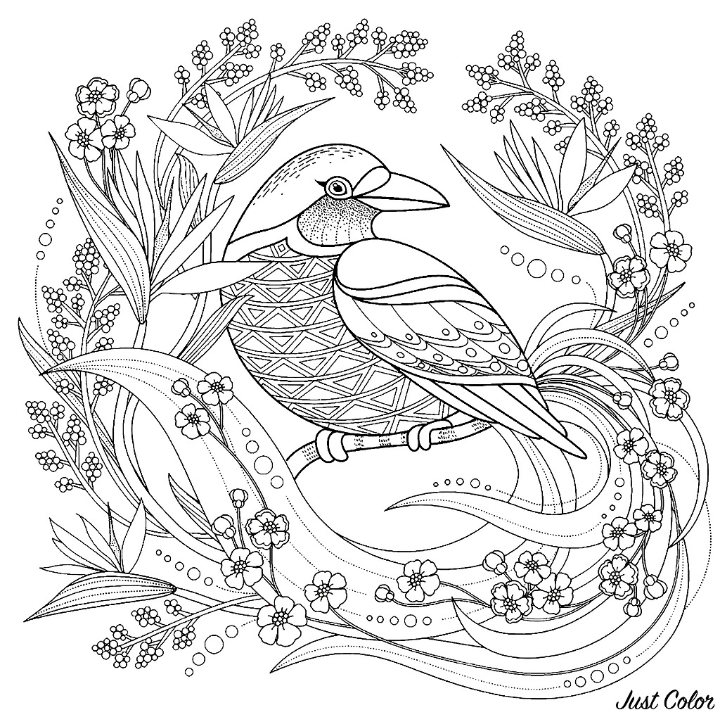 Spring Birds Pages Adult Coloring Pages