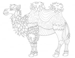 Coloring page camel fine lines