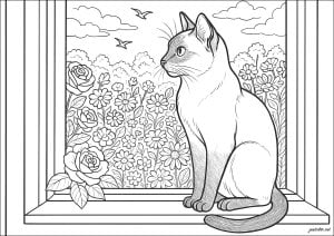 Siamese cat at the window