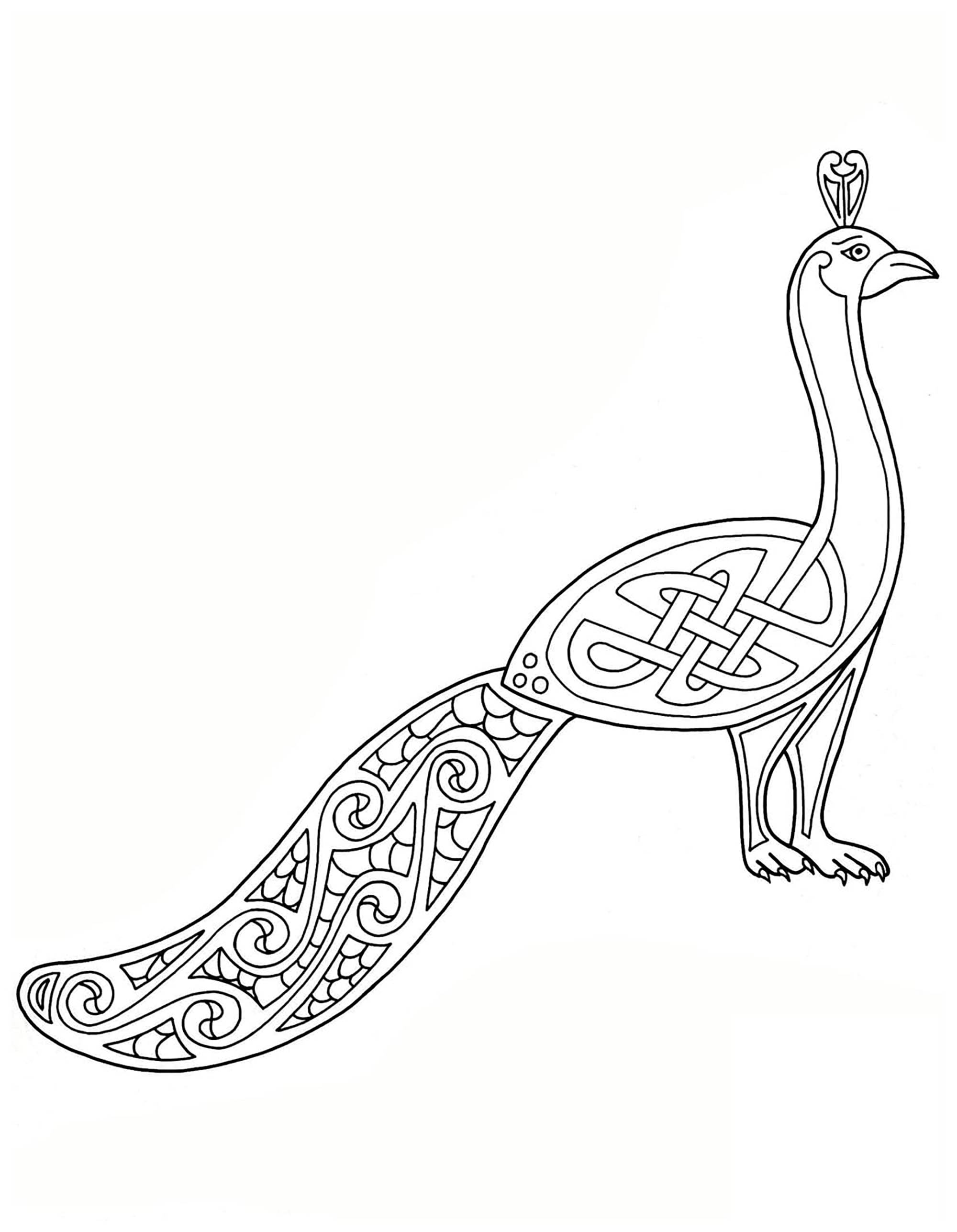 Peacock, drawn with Celtic Art style