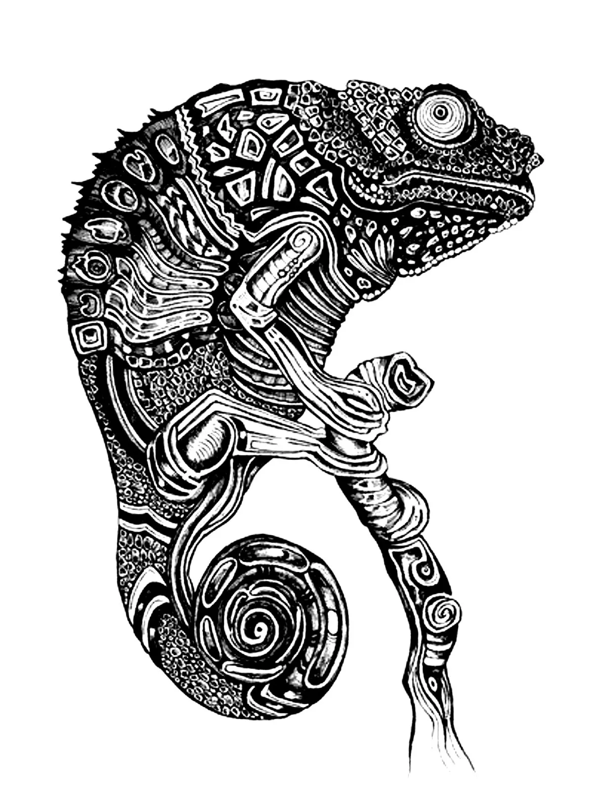 Cameleon (Printable Chameleons and lizards Coloring Page for adults)