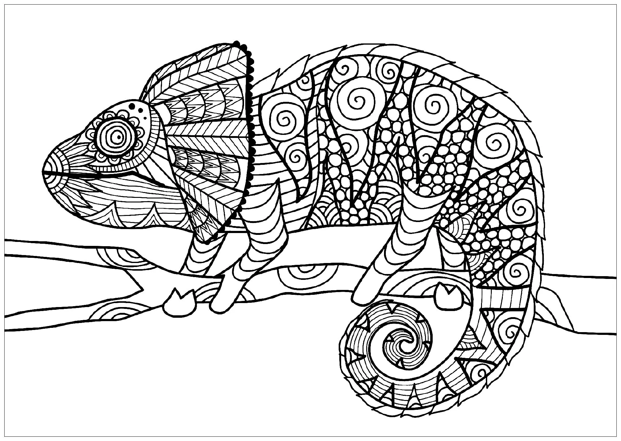 Chameleon on branch (Printable Chameleons and lizards Coloring Page for adults)