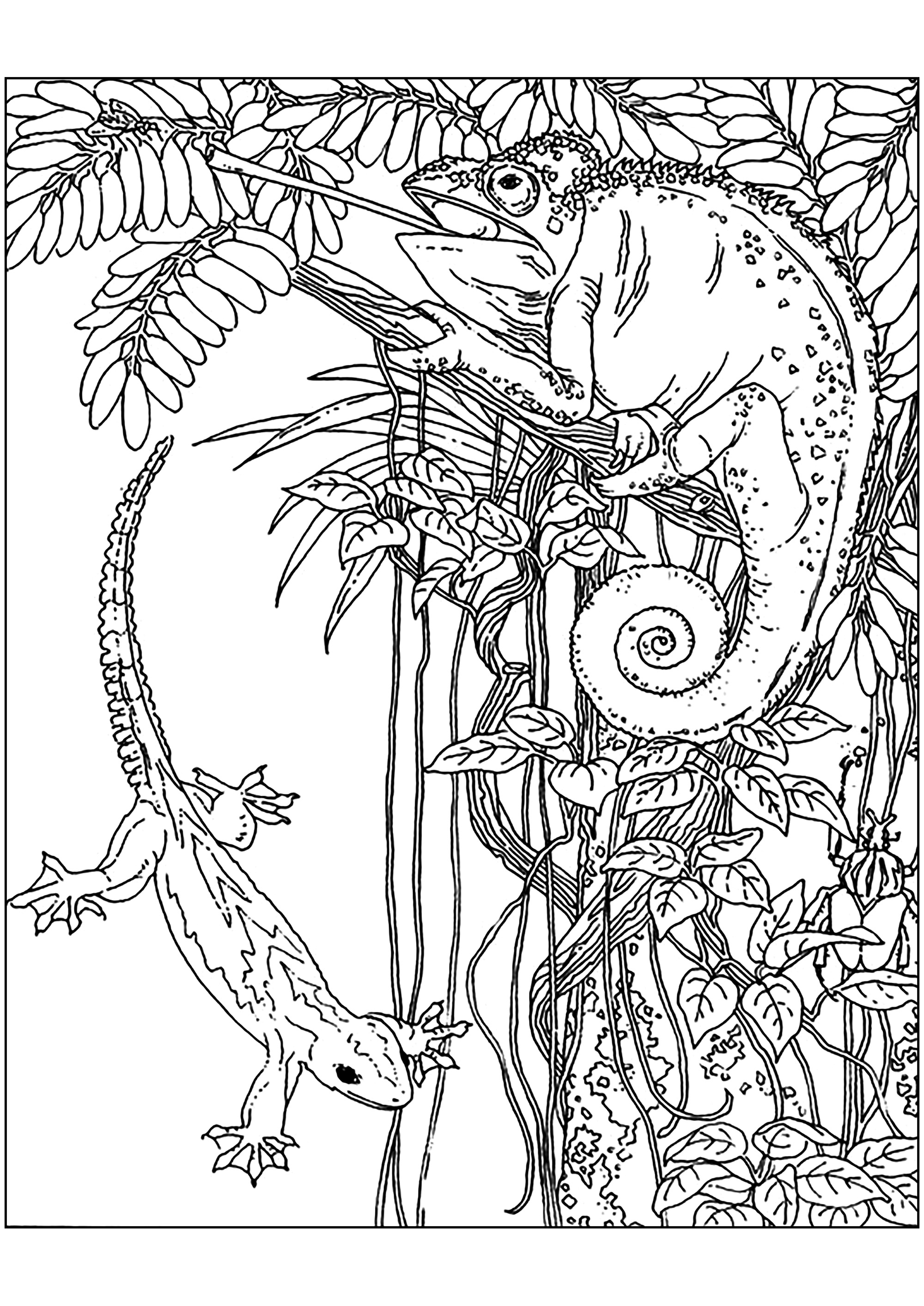 Cameleon and lizard - Chameleons & lizards Adult Coloring Pages