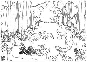 Coloring adult does and fawns in forest by marion c