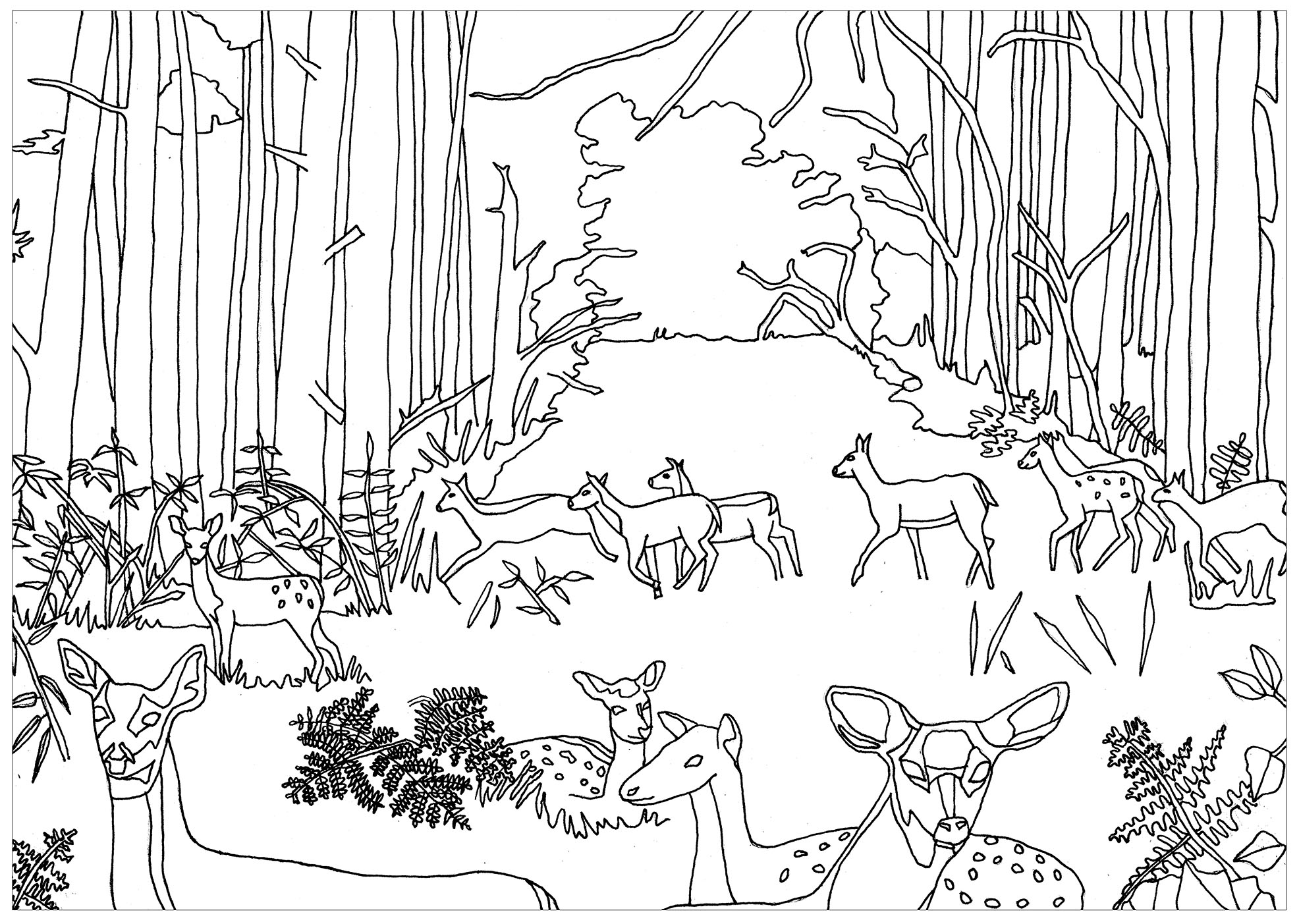 Does and Fawns in the forest